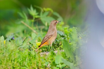 Little bird on tree