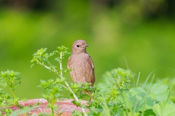 Little bird on tree