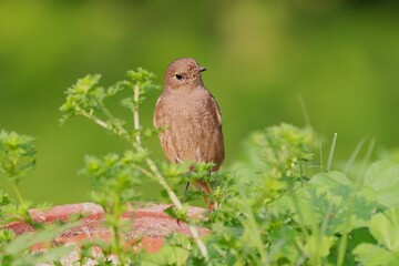 Little bird on tree