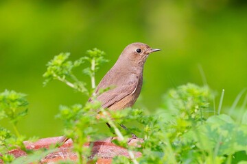 Little bird on tree