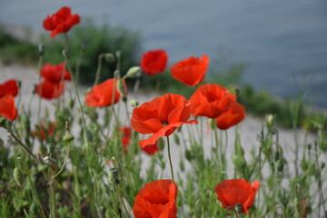 red poppies in the city