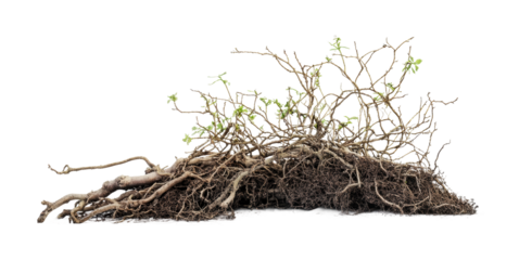 Twisted roots emerge from rich earthy soil, showcasing young green leaves reaching upward, cut out