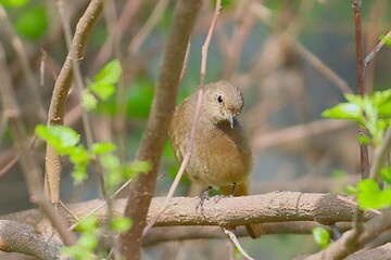 Little bird on tree