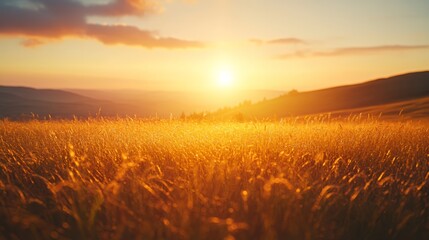 Golden sunset over a tranquil grass field, creating a serene ambiance.