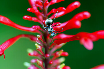 Macro shot of a Polyrhachis ant crawling on vibrant red flower petals. The ant's silver body contrasts with the flower's bright color. Hsinchu County, Taiwan.
