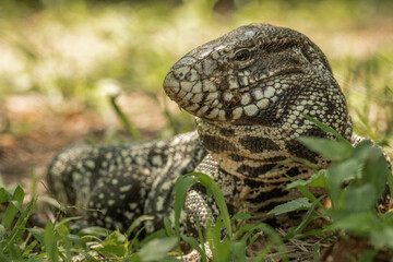 lizard on the ground