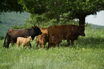 Fototapeta premium Cattle grazing in a field, Burgos Forest, Sassari, Sardinia, Italy,