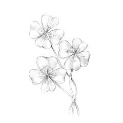 Clover pencil drawing. Symbol of luck.