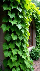 Obraz premium Lush green English ivy climbing on a stone wall in a beautiful garden setting, foliage, nature