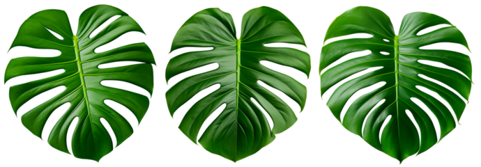 Monstera leaf on a transparent background. Jungle Plant isolated on transparent background