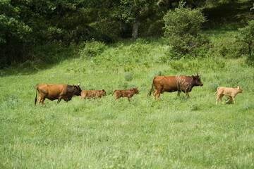 Cattle grazing in a field, Burgos Forest, Sassari, Sardinia, Italy,