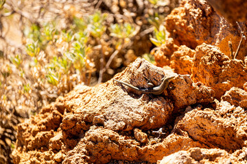 a lizard on tenerife island