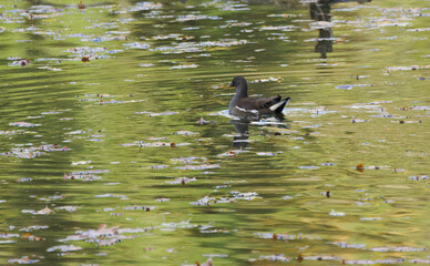 Moorhen in a pond, moorhen in a green golden pond, green reflection in the water, leaves lie on the water surface, moorhen from the side