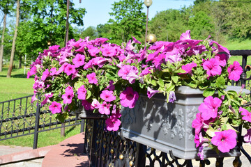 beautiful pink petunia flowers in the flowerbed