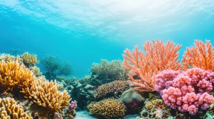 Vibrant Coral Reef Teeming with Aquatic Life and Natural Beauty