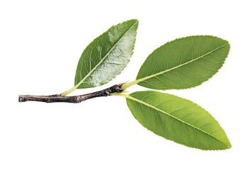 Natural green leaves on a twig suitable for design purposes related to nature and gardening themes, cut out