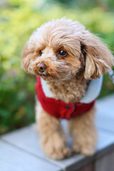 公園を散歩しているトイ・プードル