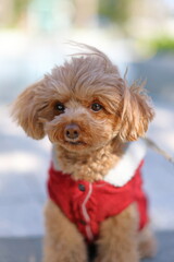 お座りしているトイ・プードル