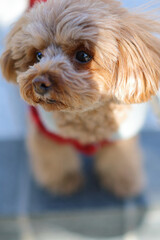 トイ・プードル