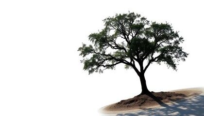 A lone tree stands silhouetted against a bright white background, botany, shadow