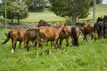 Fototapeta premium horses on the meadow, Horses (Equus caballus) Foresta Burgos, Sassari, Sardinia. Italy