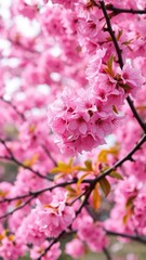 Fototapeta premium Aromatic dark pink cherry blossoms fill the air, tree, flower, fragrance
