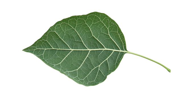 Cottonwood leaf isolated on transparent background - high quality png for design projects - autumn leaf isolated transparent background.