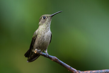 Sombre hummingbird perched on a branch with a green background