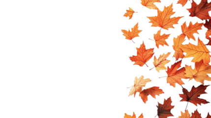 Vibrant autumn maple leafs isolated on transparent background - fall foliage in high-resolution png.