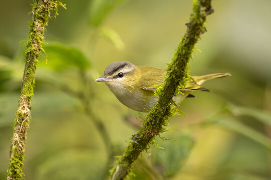 Chivi vireo perched on a branch