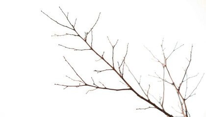 Obraz premium Delicate, bare branches isolated against a pure white backdrop, artwork, nature
