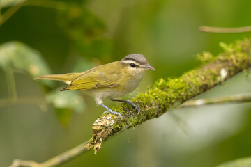 Chivi vireo perched on a branch