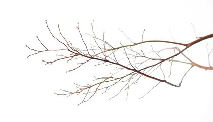 Delicate, bare branches isolated against a pure white backdrop, graphic, isolated