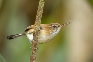 Long-billed gnatwren perched on a branch