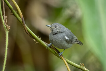 Unicolored antwren perched on a branch