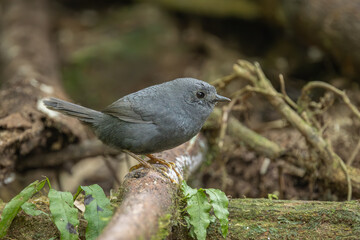 Mouse-colored tapaculo perched on a tree branch on the forest floor