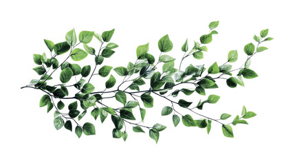 Green leaf branch showing lush foliage perfect for nature-themed design projects, decorative purposes, or botanical studies in spring, cut out