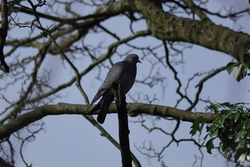 A Stock Dove (Columba oenas) perched in a tree