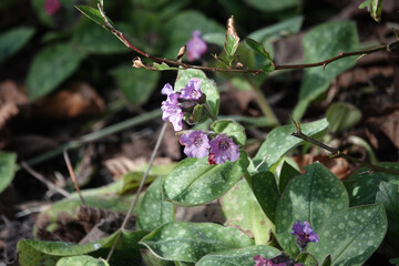 Flowers of Lungwort (Pulmonaria officinalis)