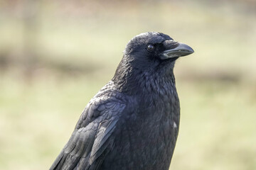 A Carrion Crow (Corvus corone)