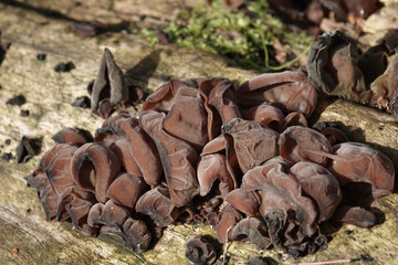 Dried remains of Jelly Ear fungus (Auricularia auricula-judae)