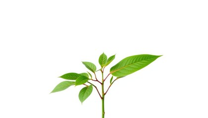 Fototapeta premium Single vibrant green plant isolated on pure white background, green, photography