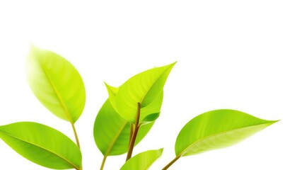Fototapeta premium Single vibrant green plant, isolated on pure white background, isolated, environment