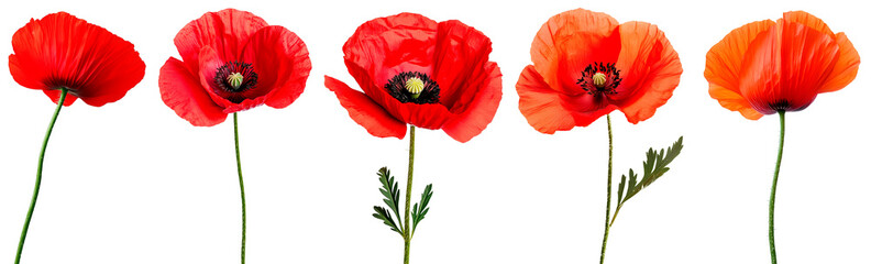 Set of five vibrant red poppy flowers in different angles and stages of bloom, isolated on a transparent background. Perfect for botanical illustrations, floral designs, and nature-themed projects.