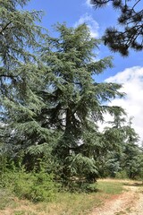 Cèdre de l'Atlas, North Africa cedar, Cedrus atlantica s'élevant au bord d'un chemin.