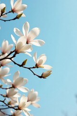 White magnolia blooms stretch across the sky with delicate branches, flowers, branches