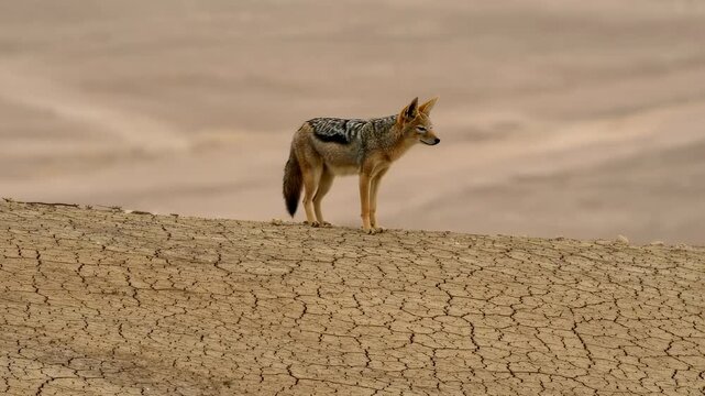 A lone jackal stands on barren, cracked earth, gazing into the distance, illustrating survival challenges in arid and extreme environments.