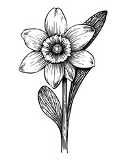 Obraz premium Engraved vector illustration of a detailed flower design for product applications