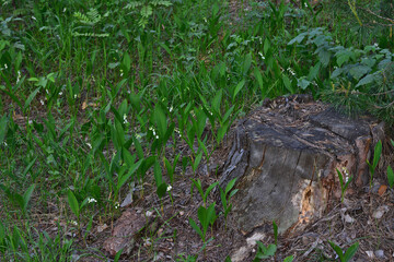 a tree stump with blooming Lilies of the Valley in the Forest