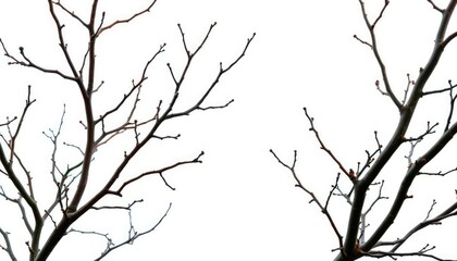 Obraz premium Intricate, bare branches isolated against a pure white backdrop, wood, close-up
